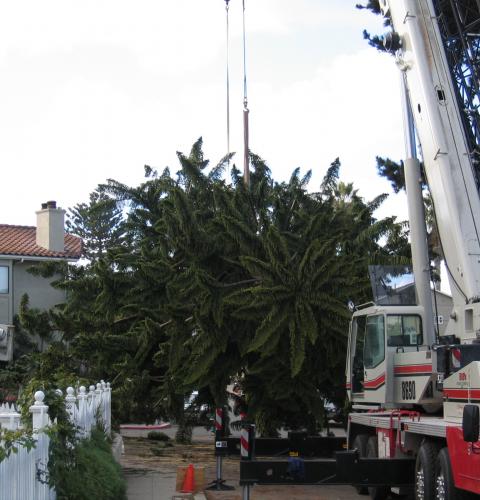 OB Christmas Tree 2006